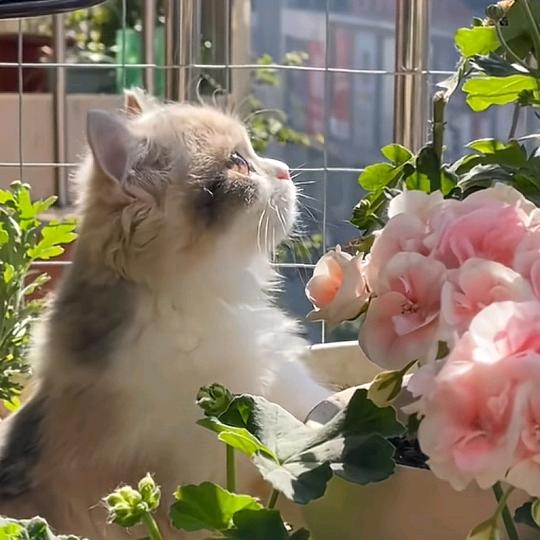 ✨//.魚魚子_⁰³²⁶✨