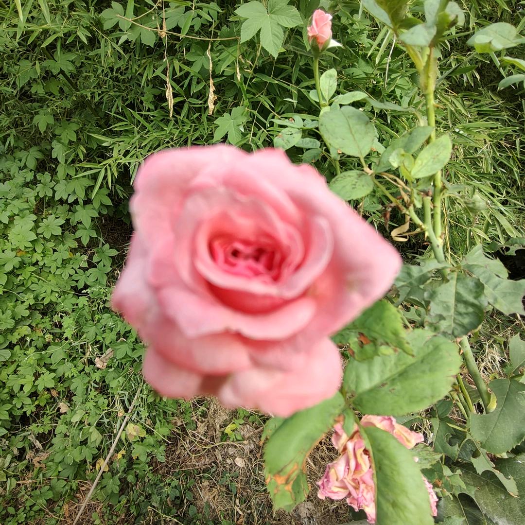 🌺新🌺