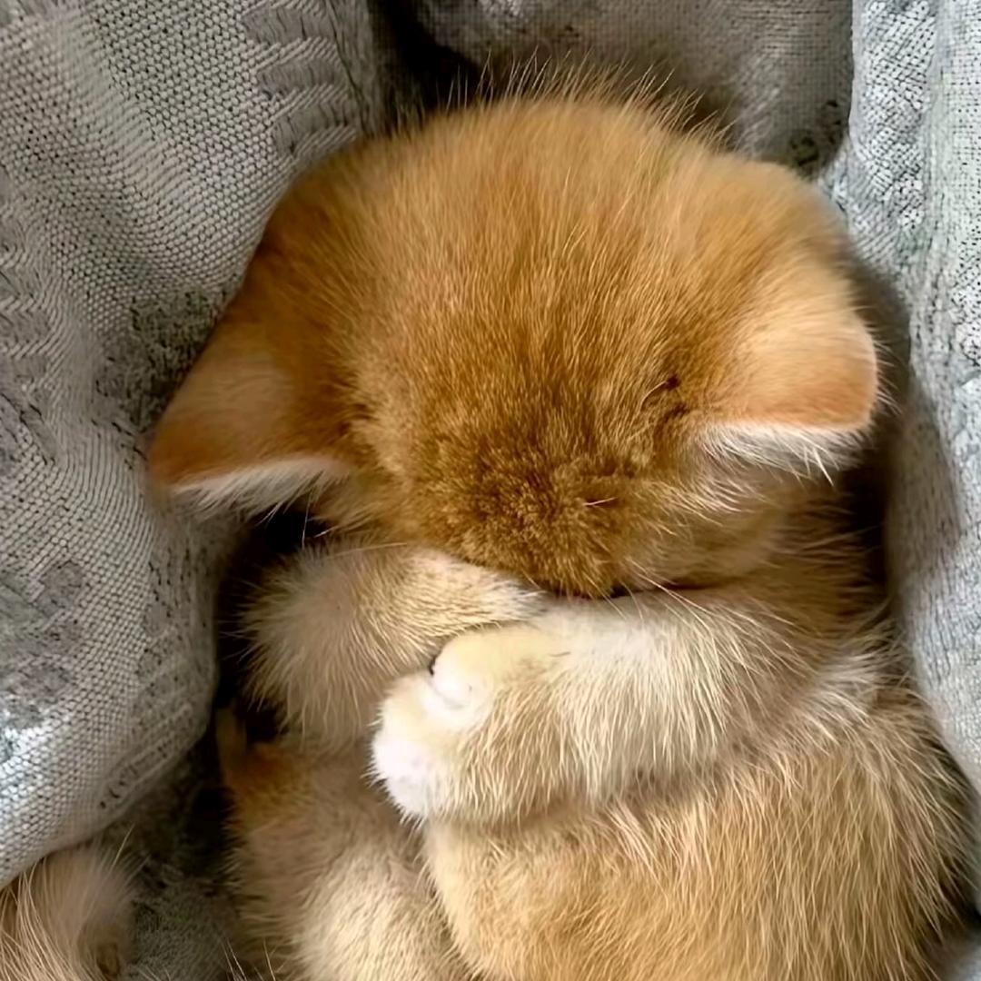 🥩🥘🥓🥗🫕🥙