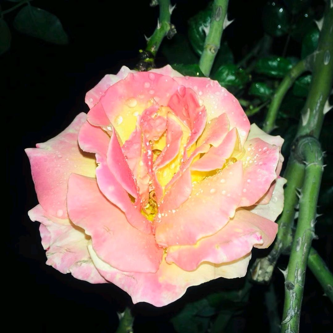 花晨月夕