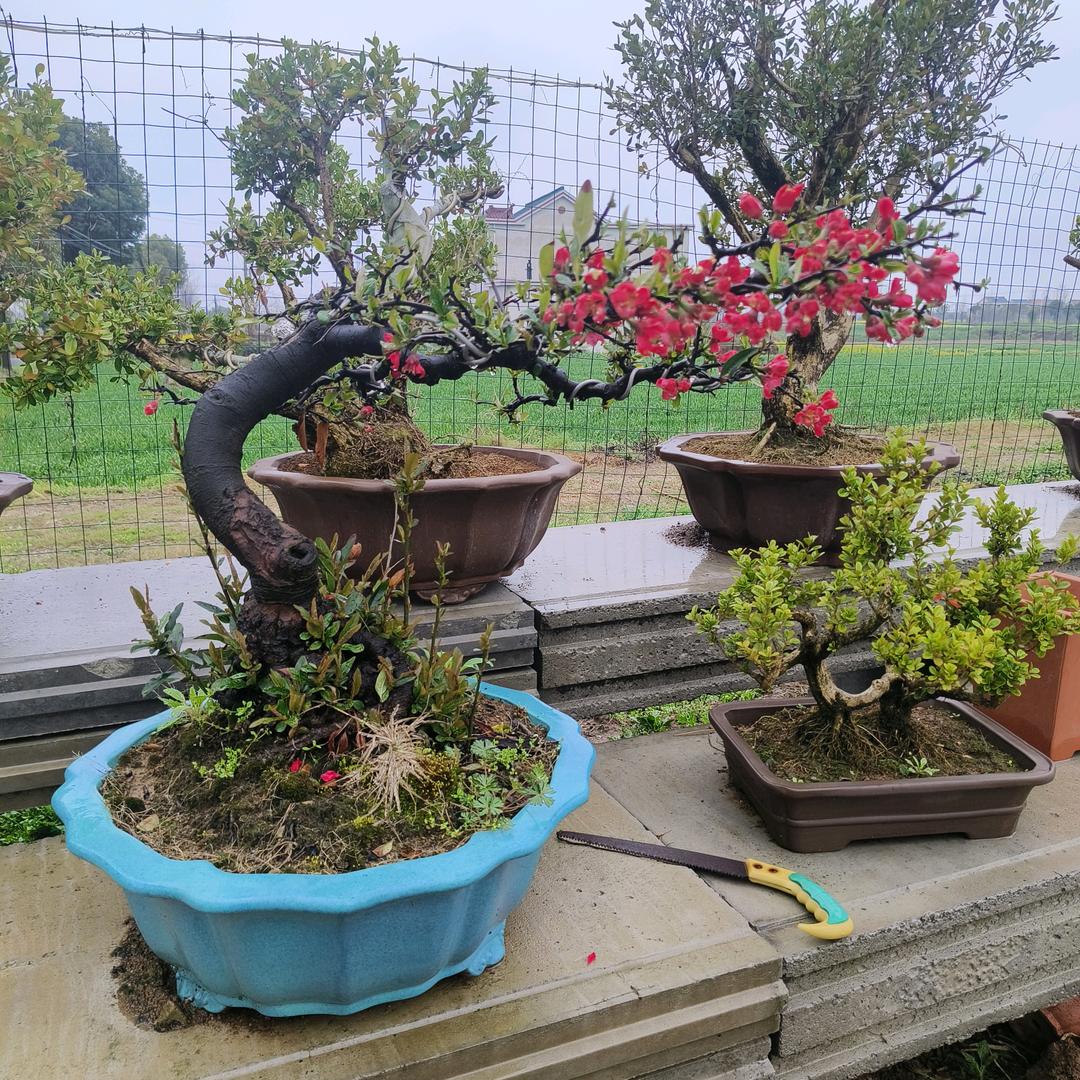 仪征永飞花木