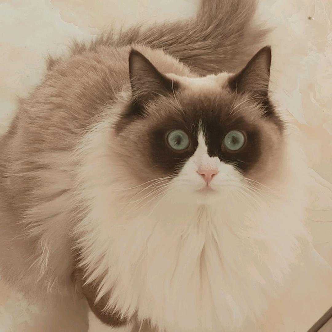 燕子丫
