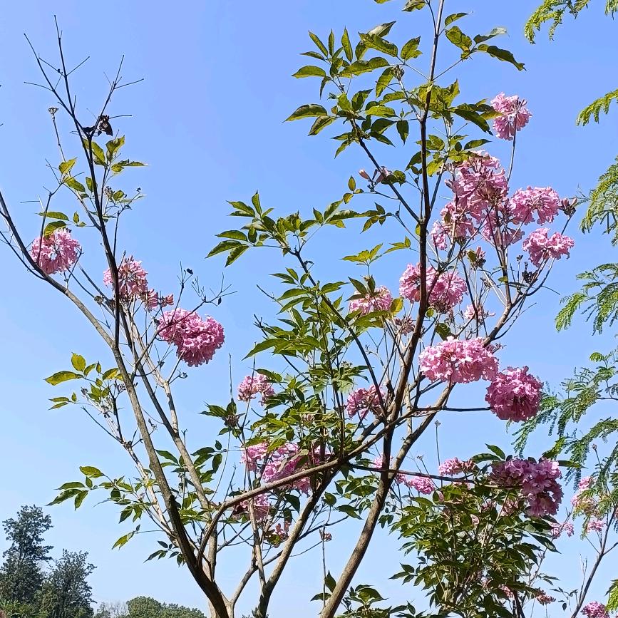 敲好吃