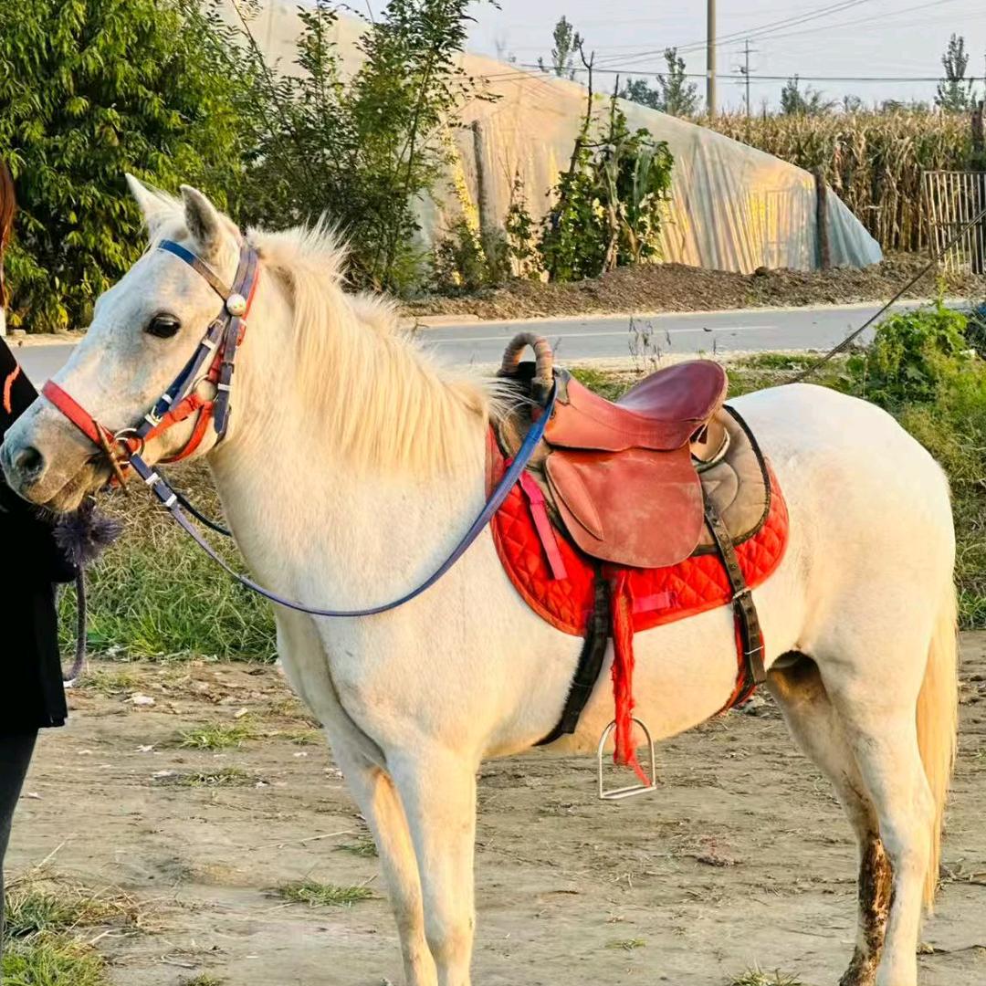 马的天下（珠海吴氏马场）