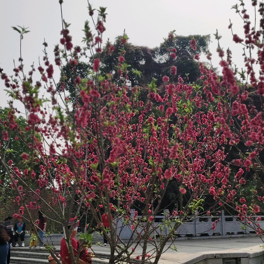 幺妹
