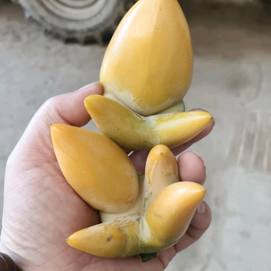 自由人