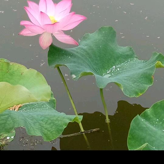 立邦曾龙飞