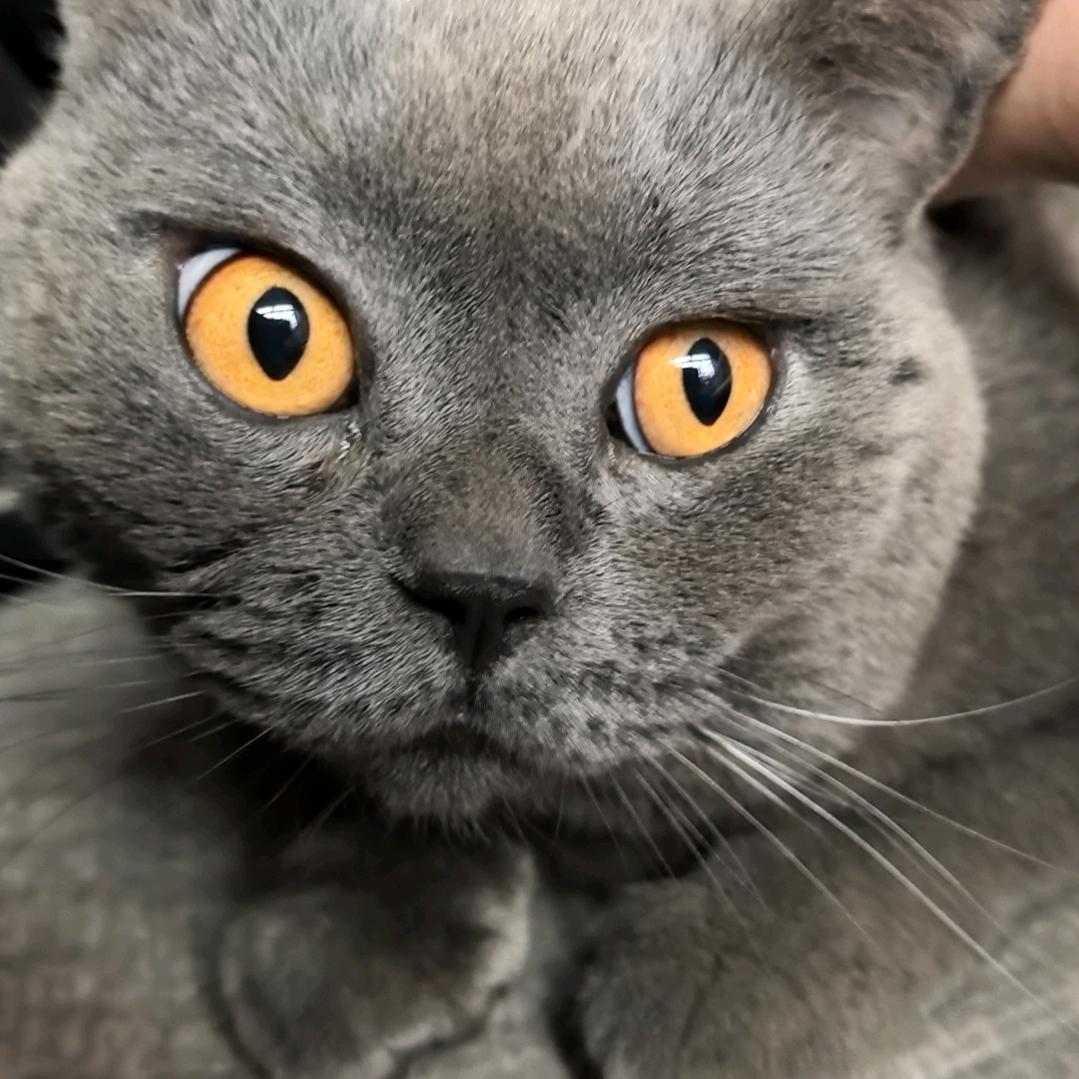 LNz(三角洲行动)