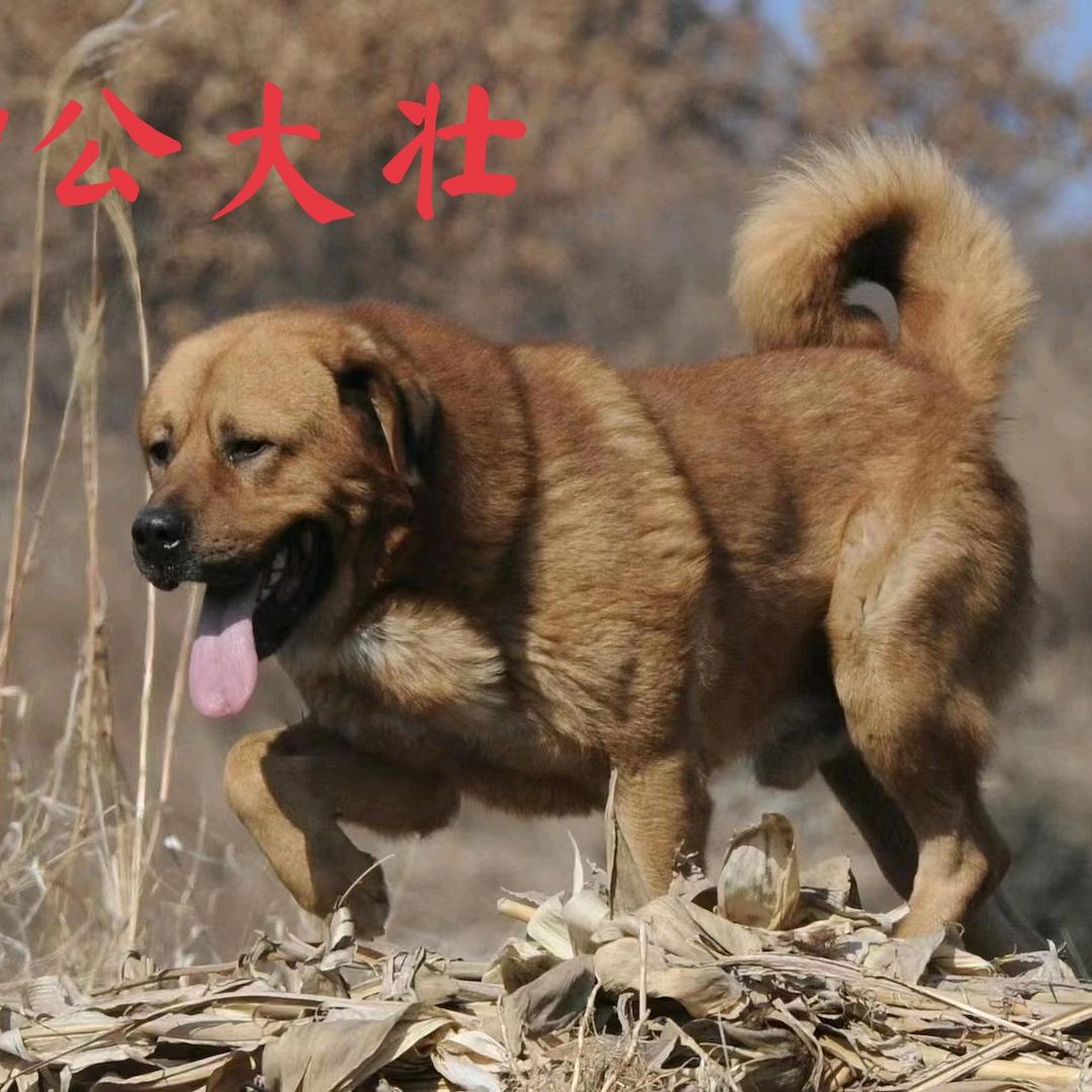 北方大笨狗保育人