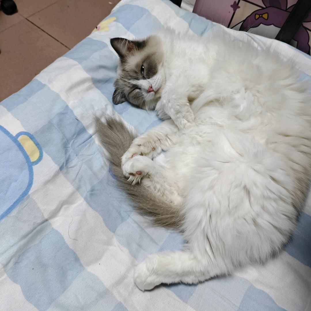 家有萌宠（づ￣3￣）づ╭❤～