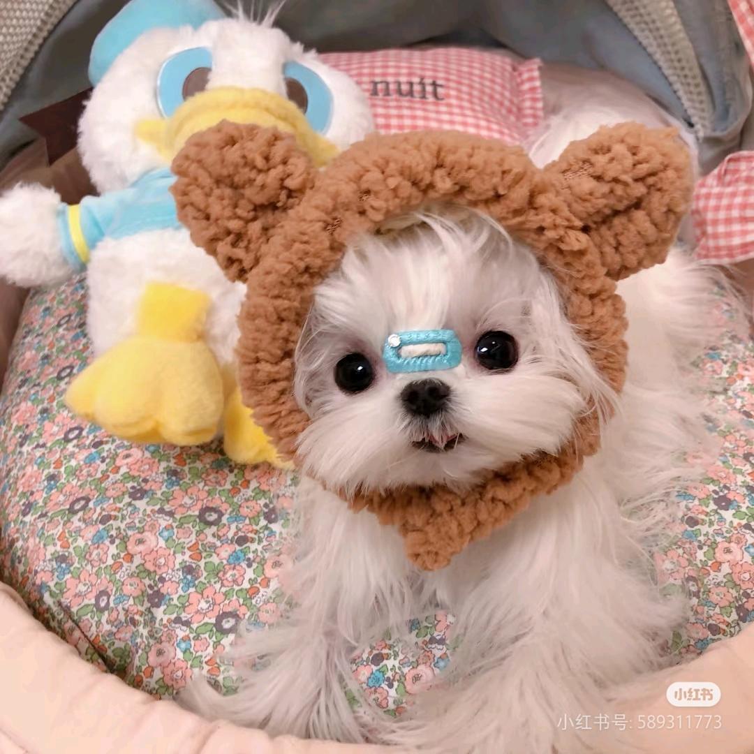 派小星（rich富➕考试必过版本）