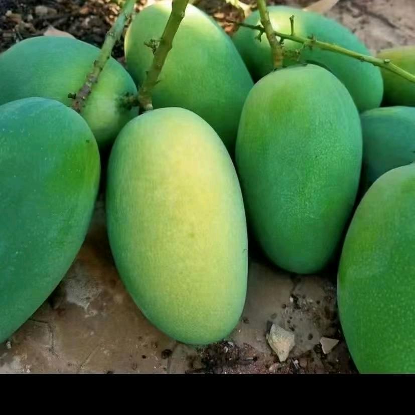 媛媛