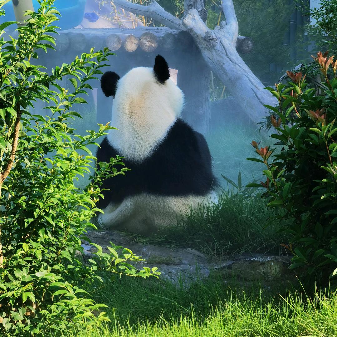 海绵看熊猫🐼