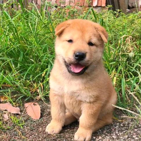 河池精选宠物田园犬