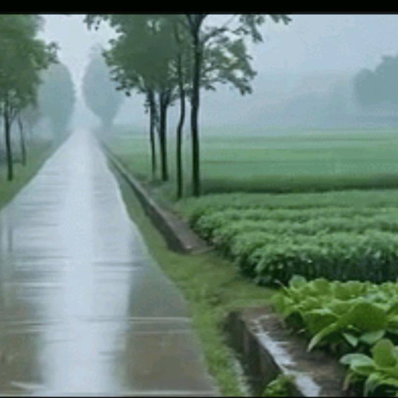 毛哥