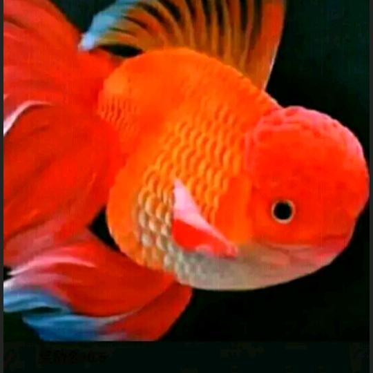 鱼儿🐠