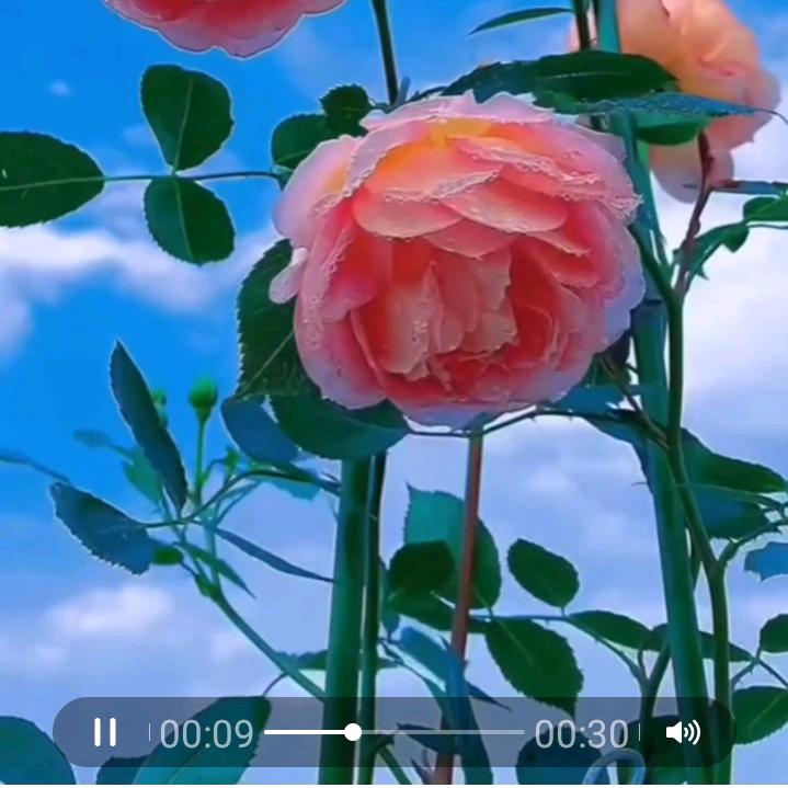 大吉大利🎁🎁