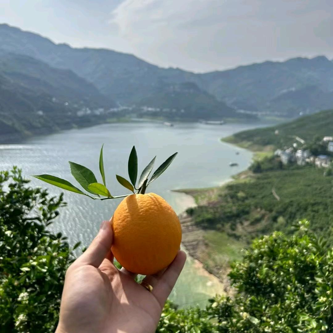临淄沣牌果业老刚