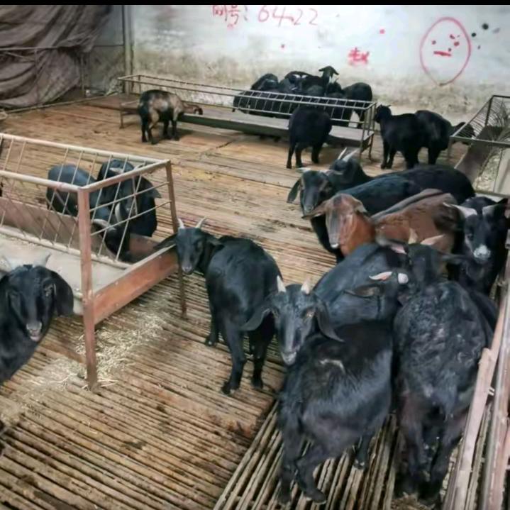 🐑羊🐑