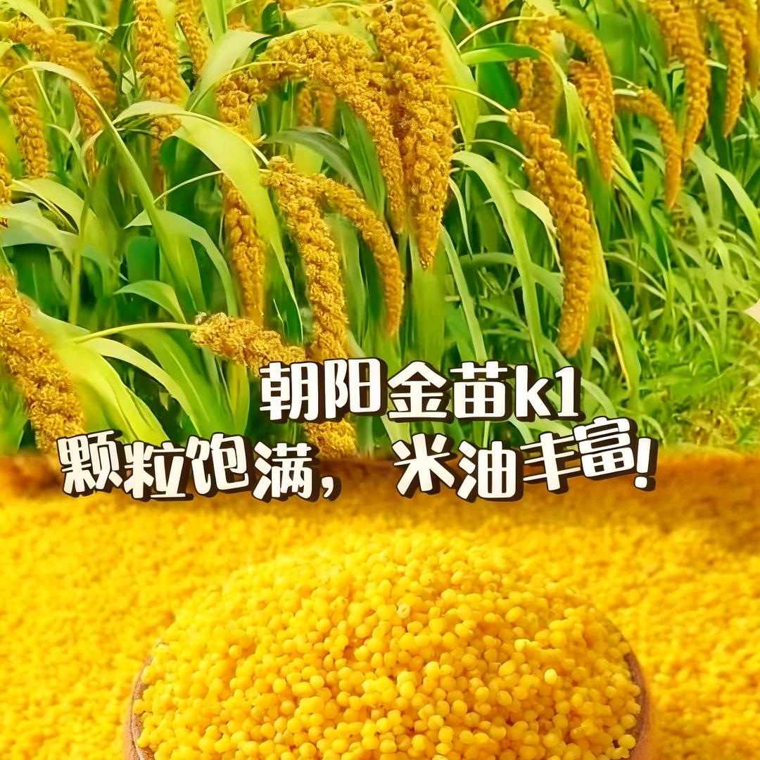 朝阳小米优选馆