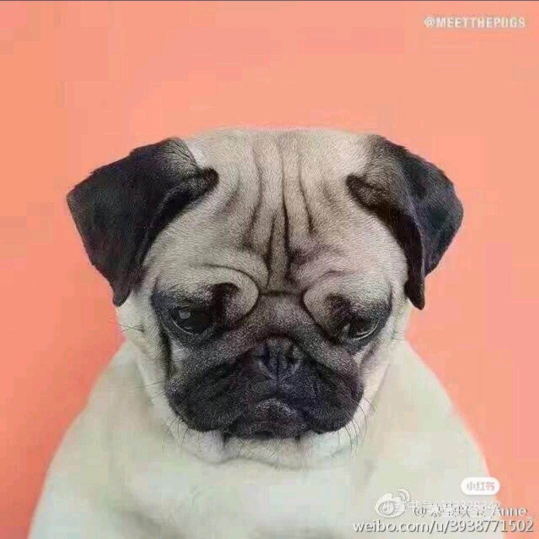 小样