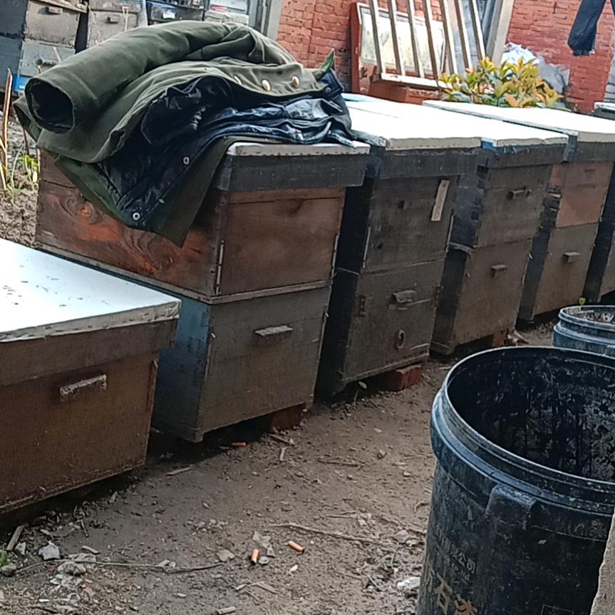 养蜂人你家去的蜜蜂请你找我为你服务
