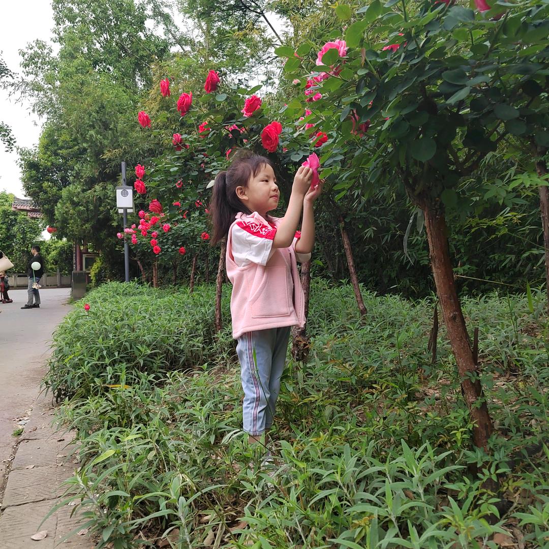 东山茶语