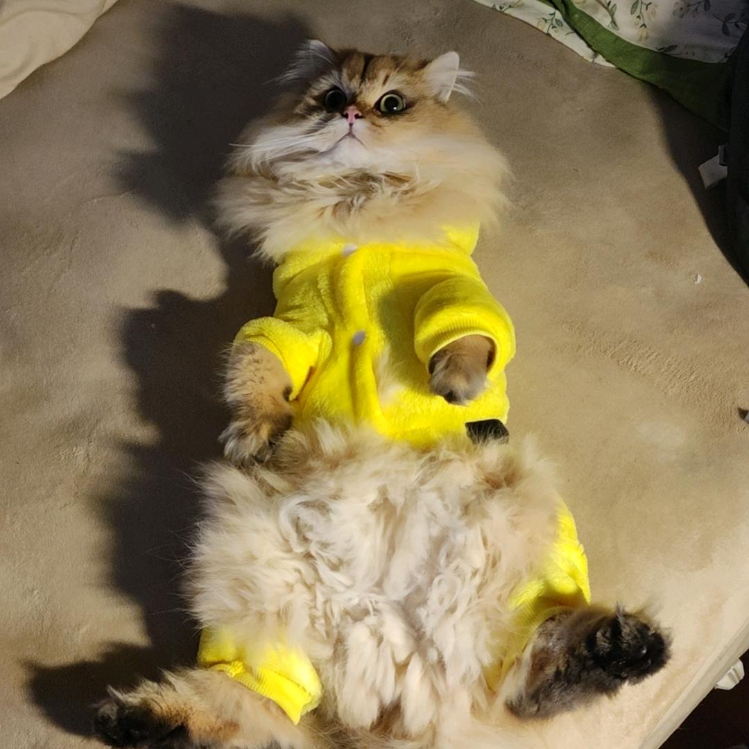 小马达绵绵