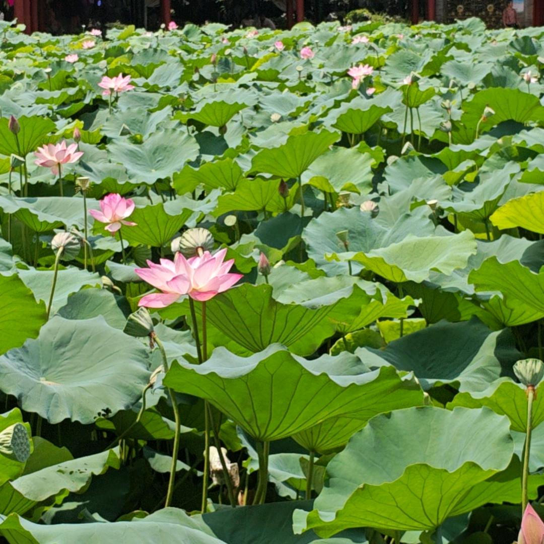 优美永不过时🤡