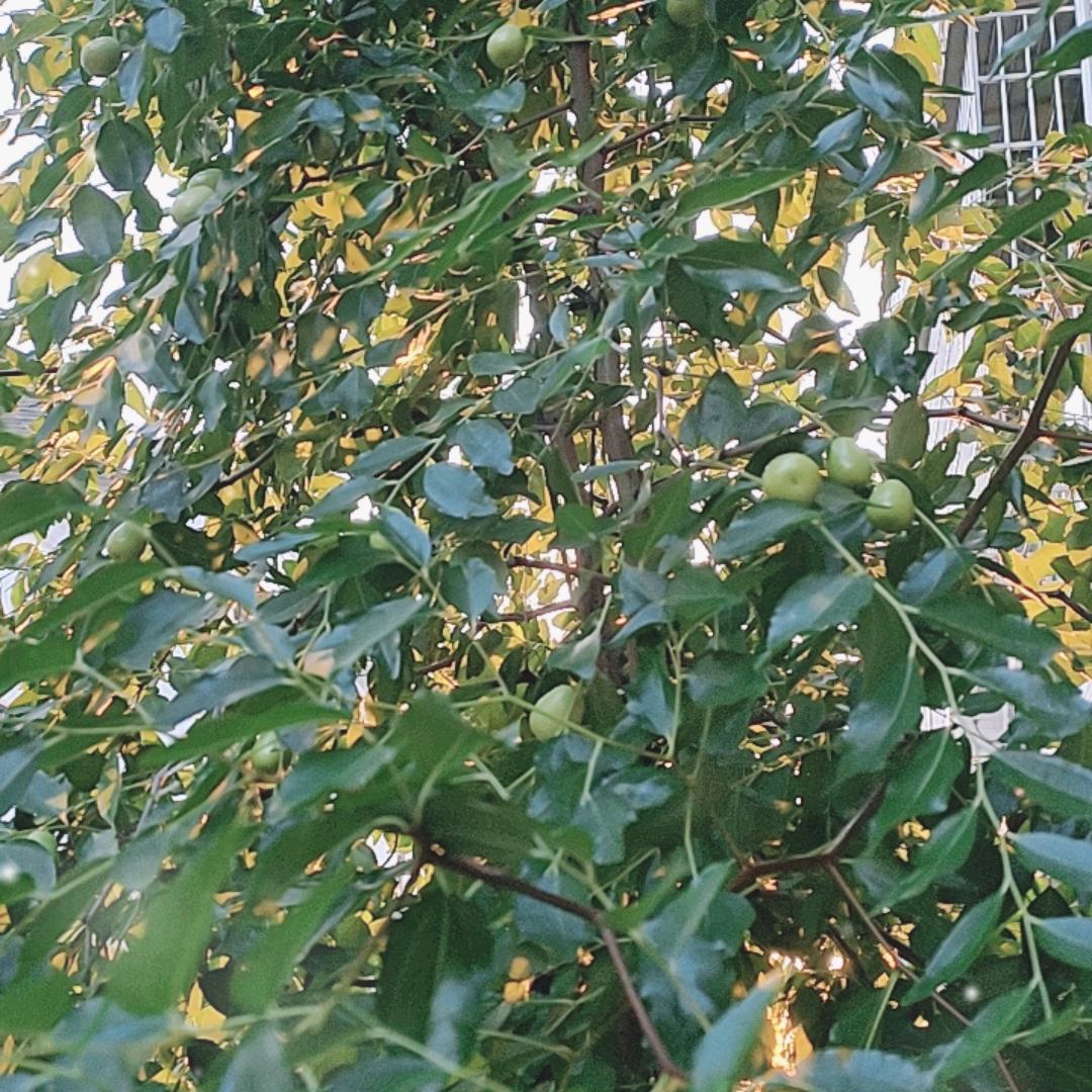 莉