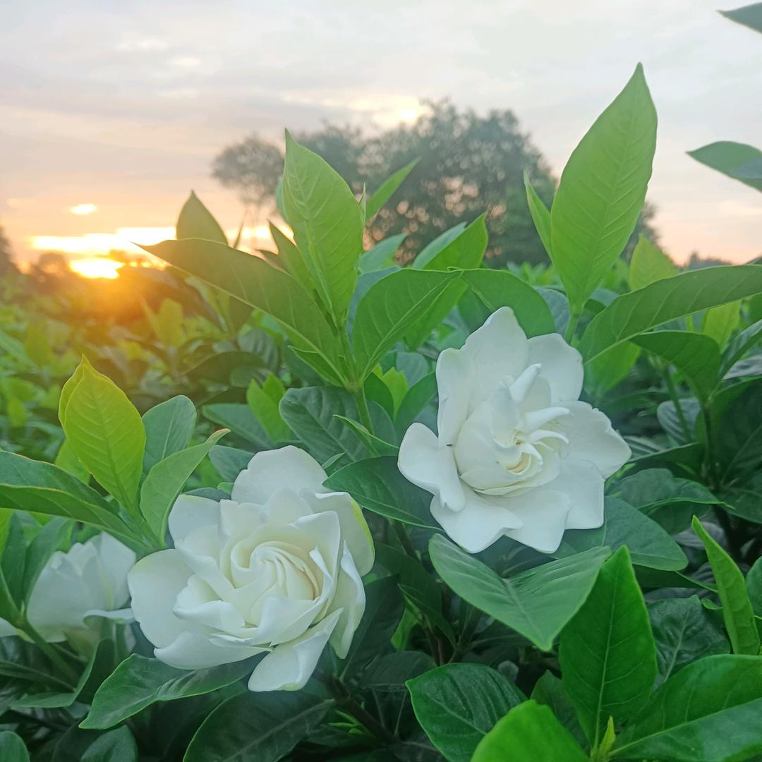 小小韩栀子花
