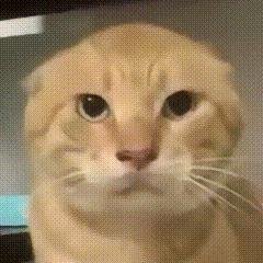 彩虹飘过