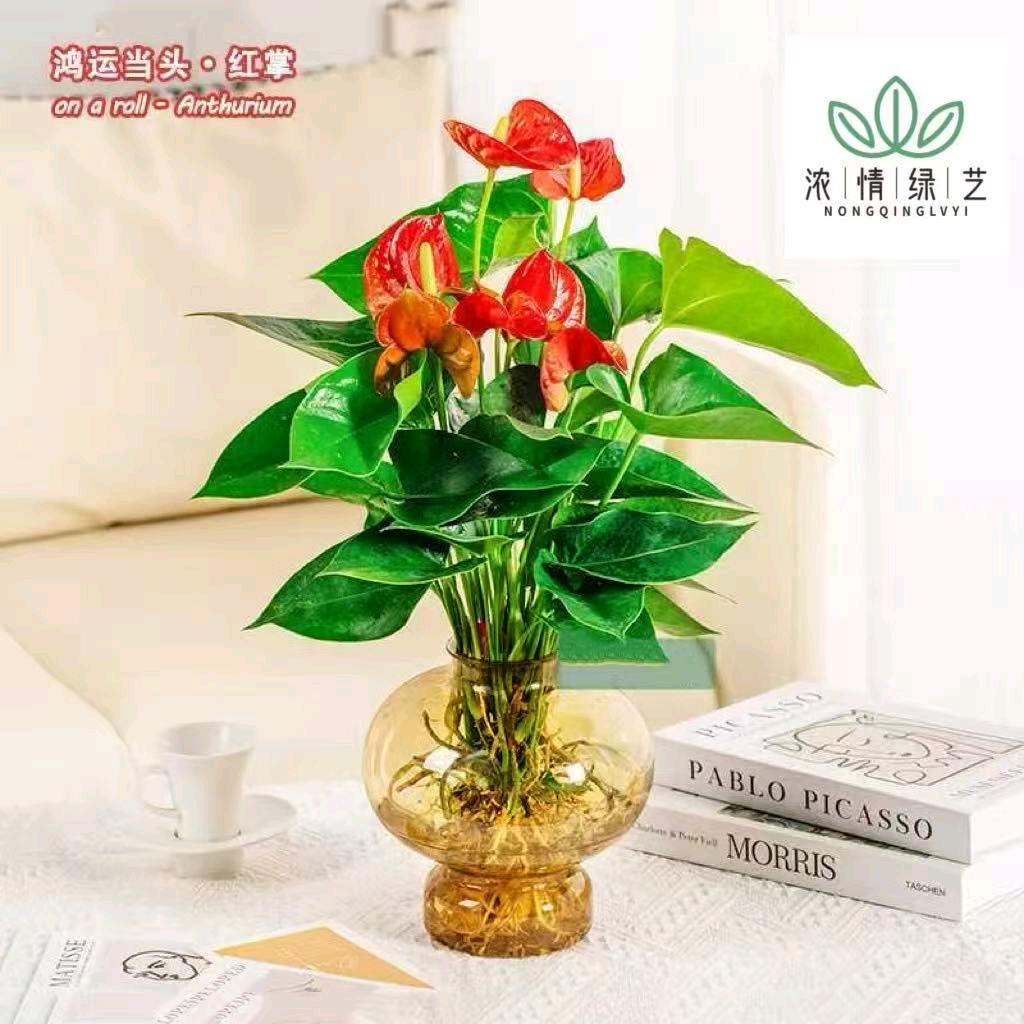 金谷园红掌基地