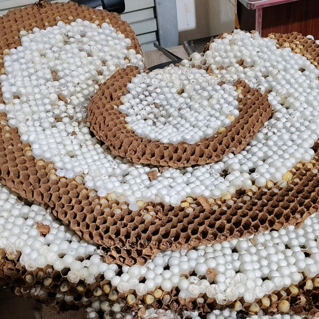 东莞深圳野生蜂蛹蜂蜜