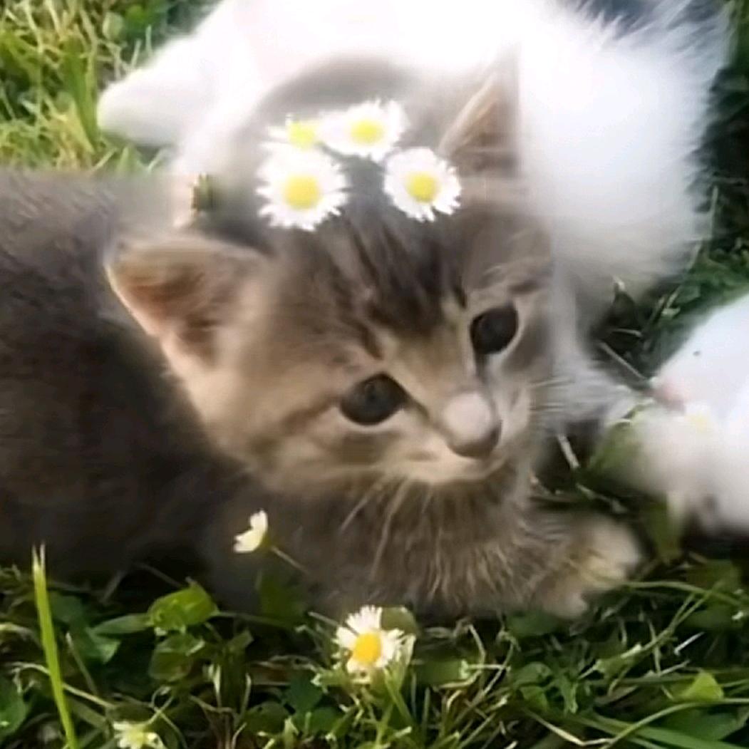 小狗吉他（抱过点点版）