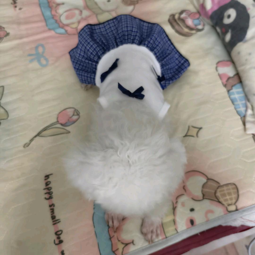一只猫🐈
