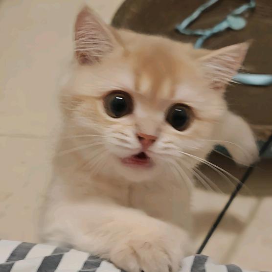 小猫八顿