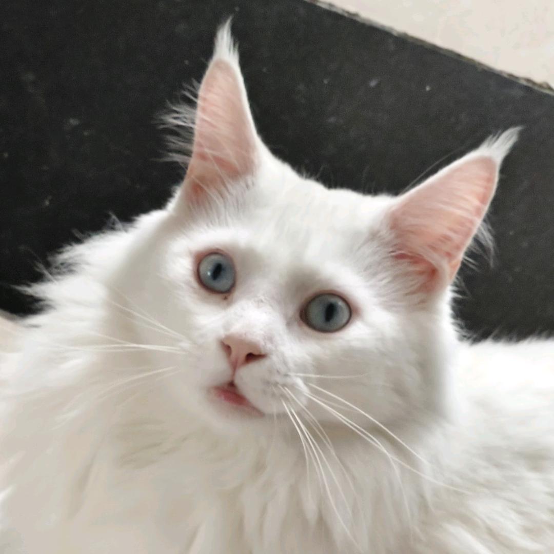 土豆和葫芦的掐架日常