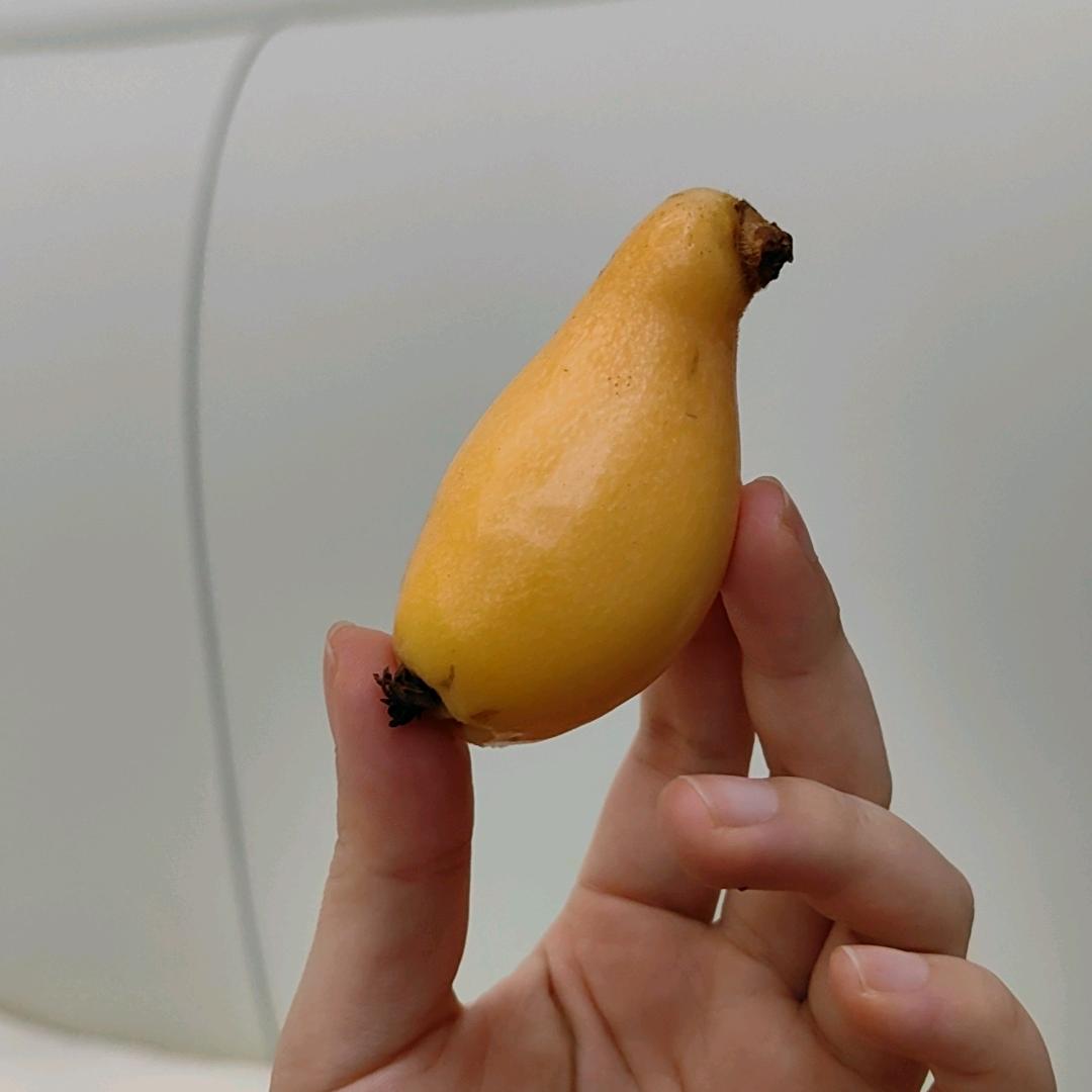怪兽