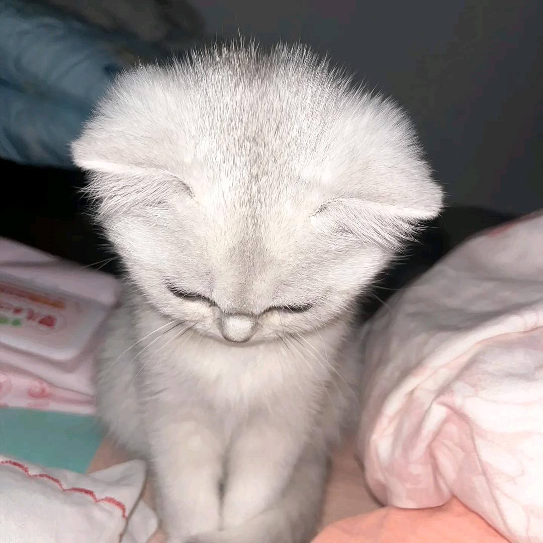 没什么理由🐾