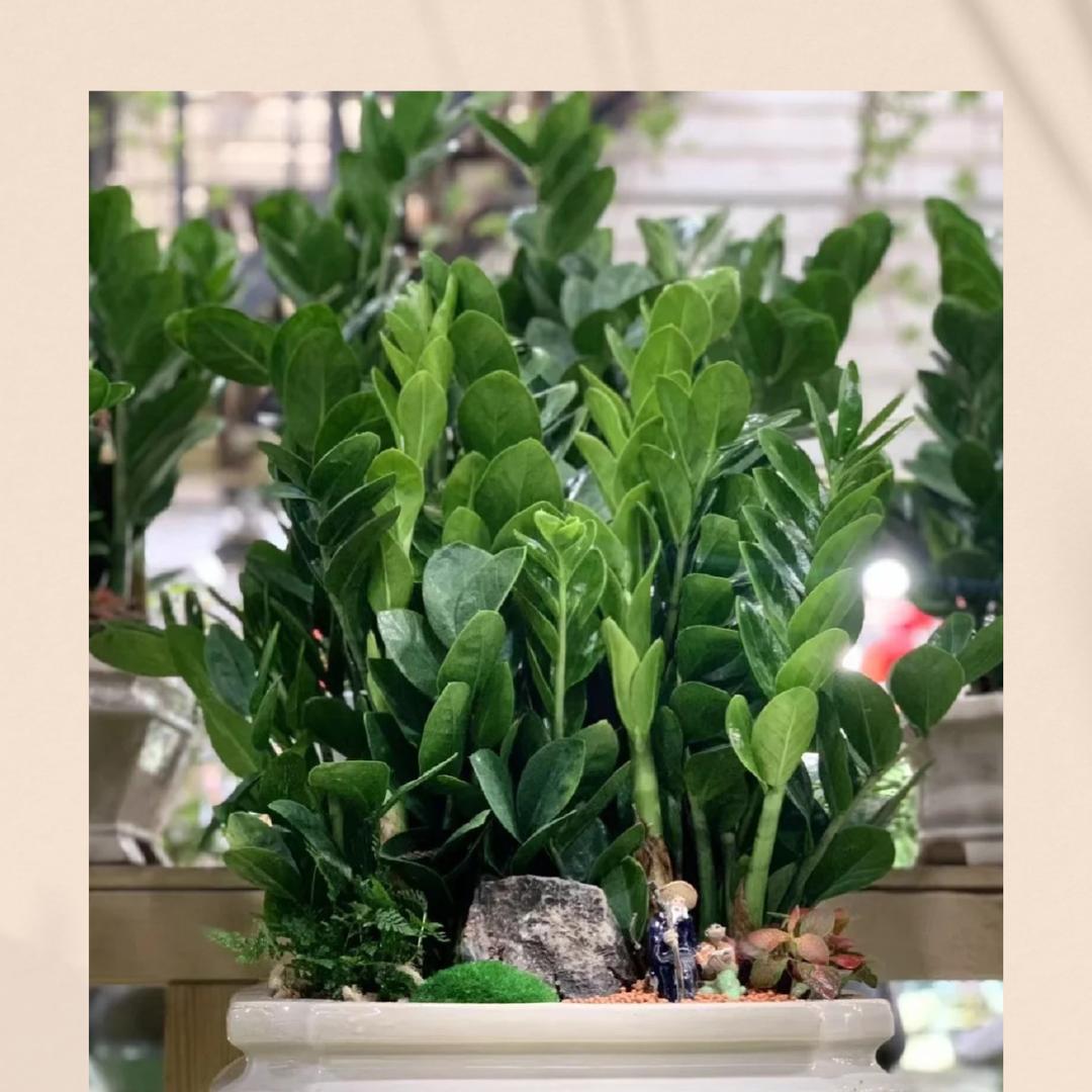 天使的翅膀