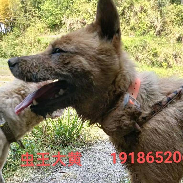 爱玩虫狗的