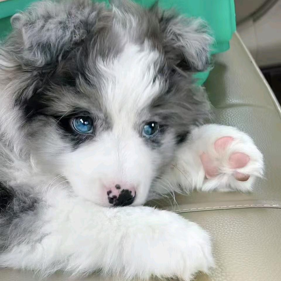 恋宠之家 直播号5