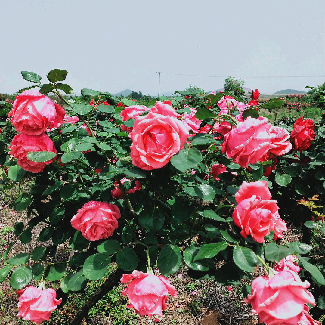 🥀ℒøṽℯ^许姩^.