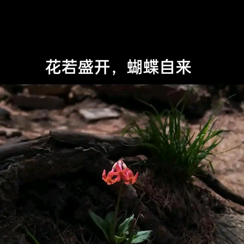 青春懵懂的年纪