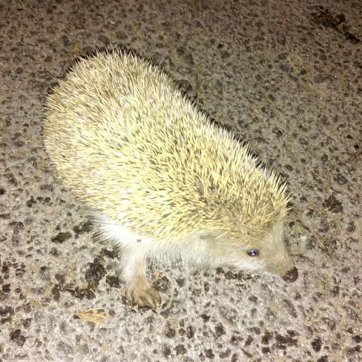 小刺猬