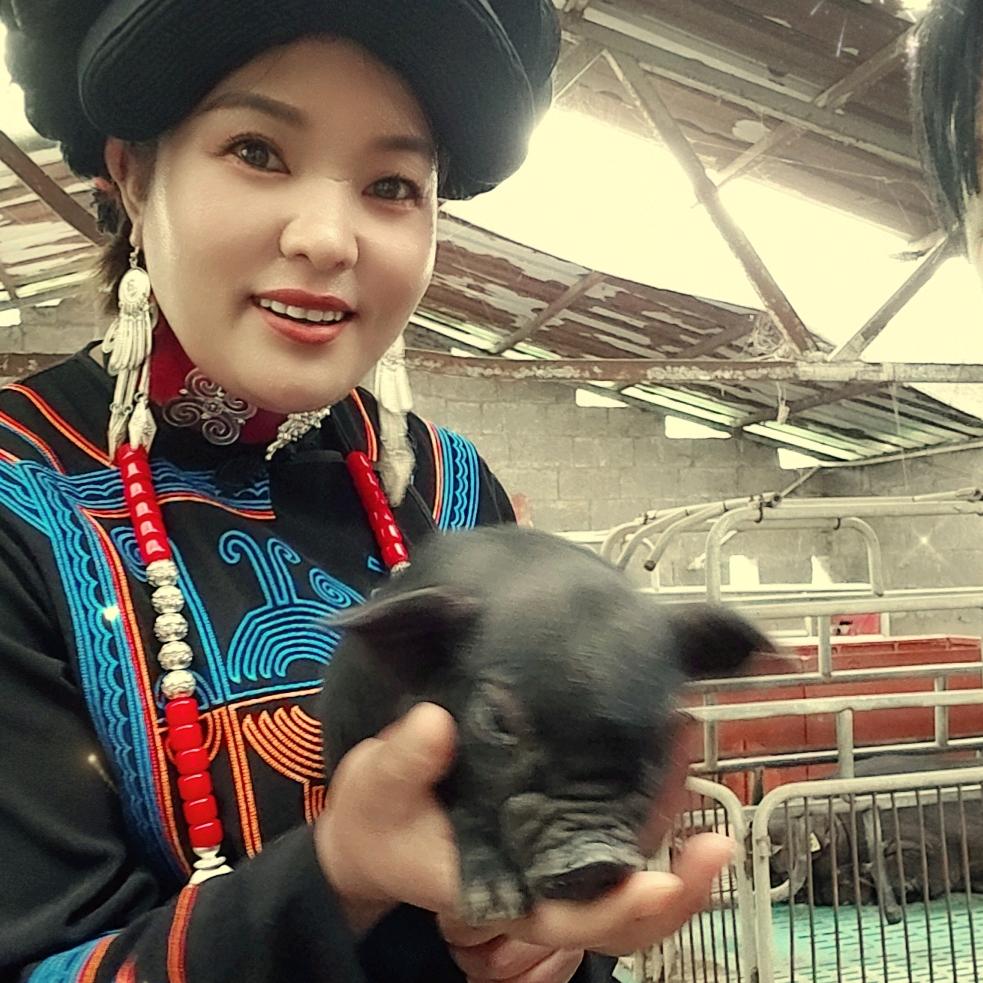 山坳里的彝姐养猪记