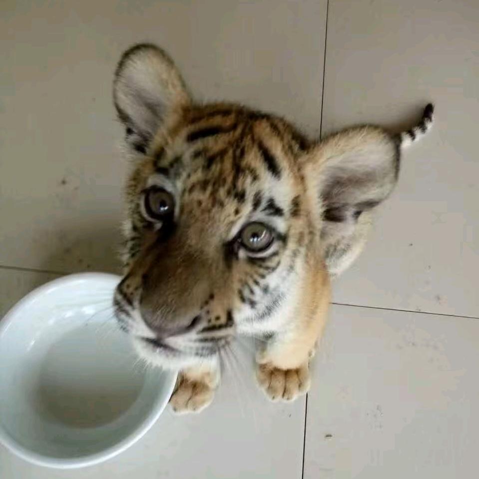 梵尘