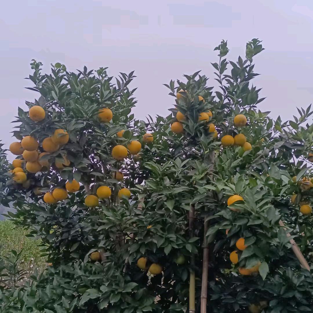 开心果_94381