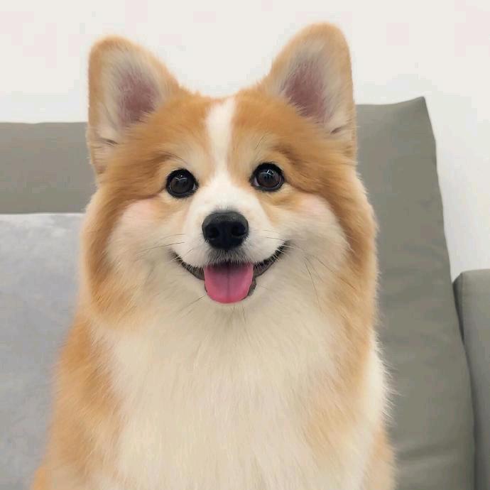 宠物会-Lisa说萌宠